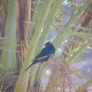 Tristram's Starling. Seen in Wadi Rum