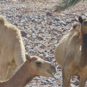 A small herd of camels. Right outside Wadi Rum