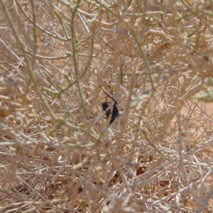 A darkling beetle in the genus Adesmia. Eating a type of desert plant in Wadi Rum