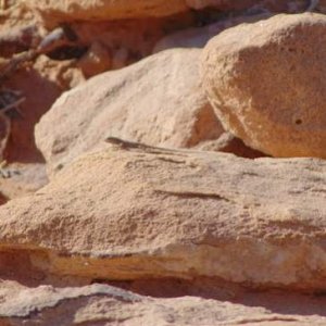 Pristurus rupestris guweirensis. The sub-species found in Wadi Rum. Very small beautiful species of gecko