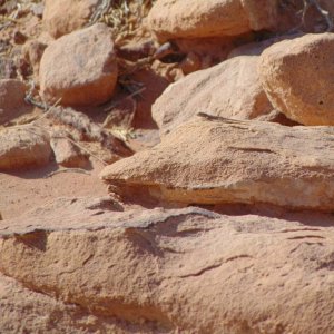 Pristurus rupestris ssp.  guweirensis. Unzoomed photo. Seen in Wadi Rum