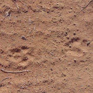 Canid tracks. No clue of species