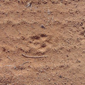 More focused photo of the Canid track