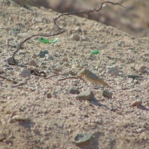 Desert lark. Seen behind the city in Aqaba