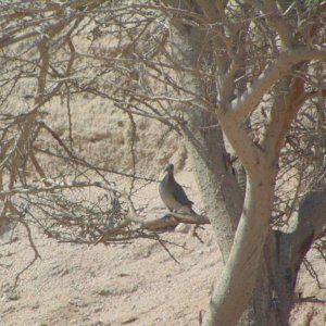 Laughing dove