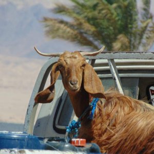 A goat in the back of a truck at the last gas station before the desert highway. First shots of an animal with the camera