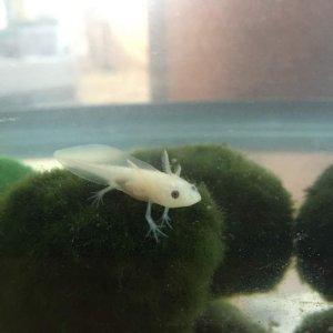 July 5, 2016. Chillin' on a marimo moss ball.