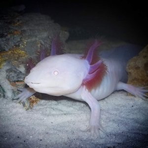 My six month old white albino axolotl Storm saying hello :)