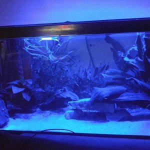 The 47gal with the blacklight on (Sept 2016)