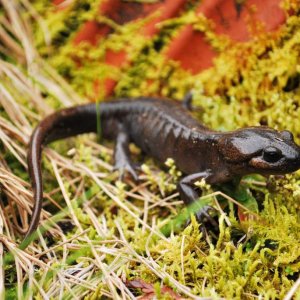 Adult female Ambystoma gracile. One of my best photos so far this year, and definitely my best of this species

EDIT: not anymore