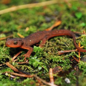 First Taricha granulosa morph found this year