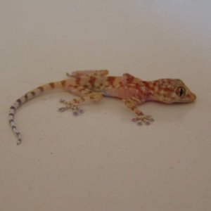 Southern fan-fingered gecko (Ptyodactylus hasselquistii). Juvenile. Seen in an apartment in Aqaba.