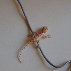 Southern fan-fingered gecko (Ptyodactylus hasselquistii). Same juvenile from the previous photo