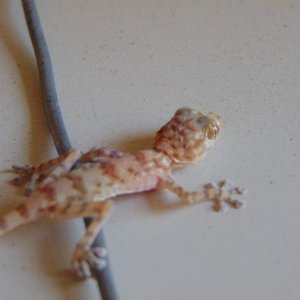 Southern fan-fingered gecko (Ptyodactylus hasselquistii). More zoomed in photo