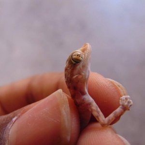 Southern fan-fingered gecko (Ptyodactylus hasselquistii). Same juvenile from the last photos. Emphasis on the eyes