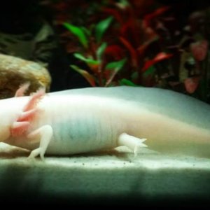 My female albino