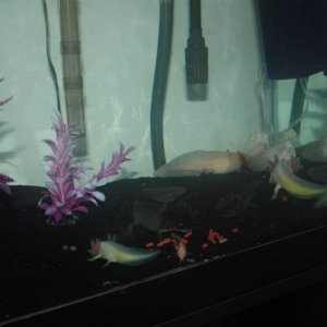 some of my axolotls eating