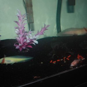 some of my axolotls eating