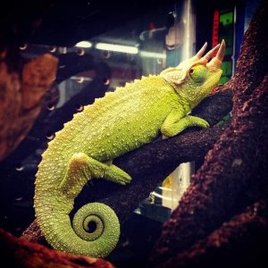 A chameleon at my local pet store.