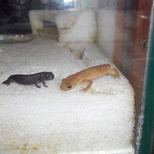 EFT Lissotriton Boscai and EFT Cynops Orientalis