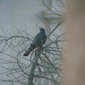 Eurasian sparrowhawk. Finally managed to get good photos of it, and its mate