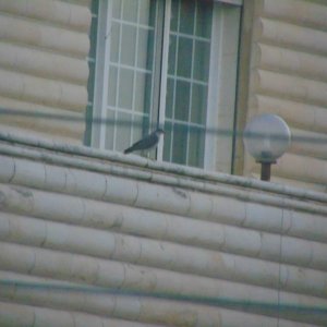 Eurasian sparrowhawk. The male I managed to get photos of. Perched on the side of a building