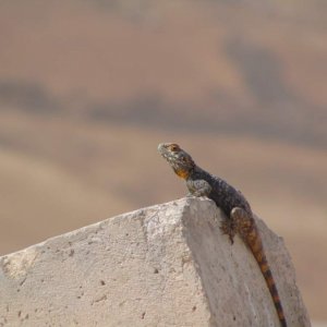 The Starred agama. Much better shots of one than ever before