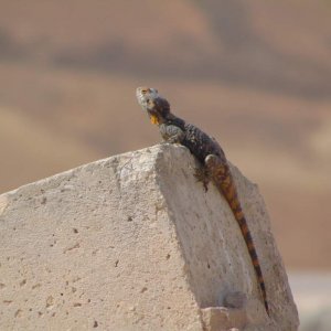 Another agama. Same one from the previous photos