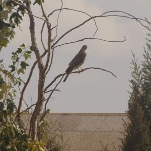 Eurasian sparrowhawk. Arguably my best photos ever. Female