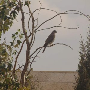 Eurasian sparrowhawk. Same female in the last photo