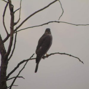 Eurasian sparrowhawk. Female. Looked right at the camera as I was taking photos/recording it