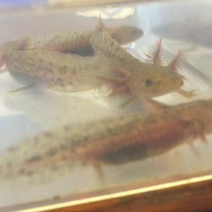 AxolotlCoppers