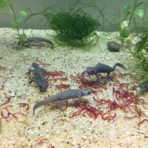 I. a. apuanus juveniles, Nov 2016