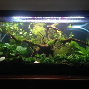 My 20g long tank