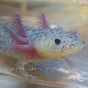 From Aquarius Axolotls