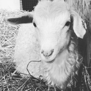 A young lamb.
