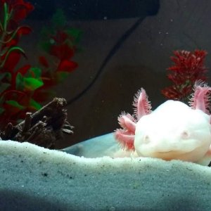My female albino axolotl Storm