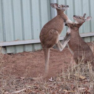 Buggsy & Oscar sparring (both euros)