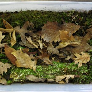 Ambystoma maculatum tub, it houses 4 adults.