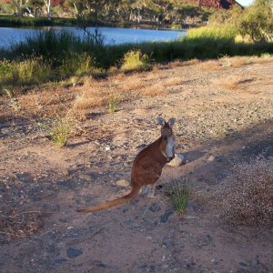 teds release at Harding dam. He was released with splodge and Missy