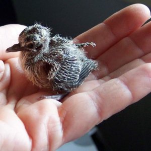 14 day old peaceful dove