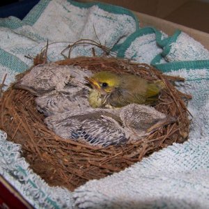 Spot the odd one out. Black faced couckoo shrike babies with a honey eater.