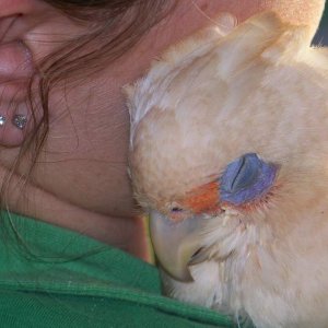 angus the little corella aged 10 weeks getting some lovin