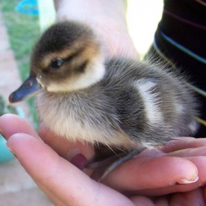 2 day old naitive duck