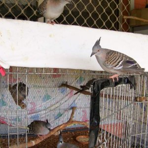 crested pigeons