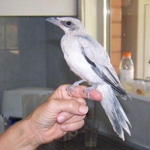 tralala one of the baby couckoo shrikes