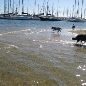 A Dog Beach, for all dogs great and small, for all owners sane and insane, and there is some boats too!