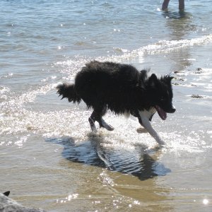 Argh!  Run for your lives! I saw a GREAT WHITE....LABRADOR.  Was Sharon worried?