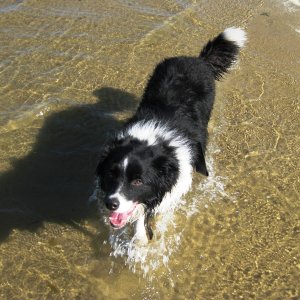 Rex really does love the water.