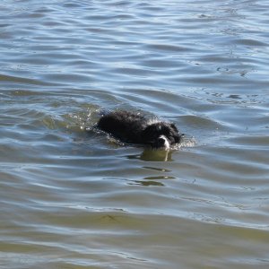 Rex swimming.